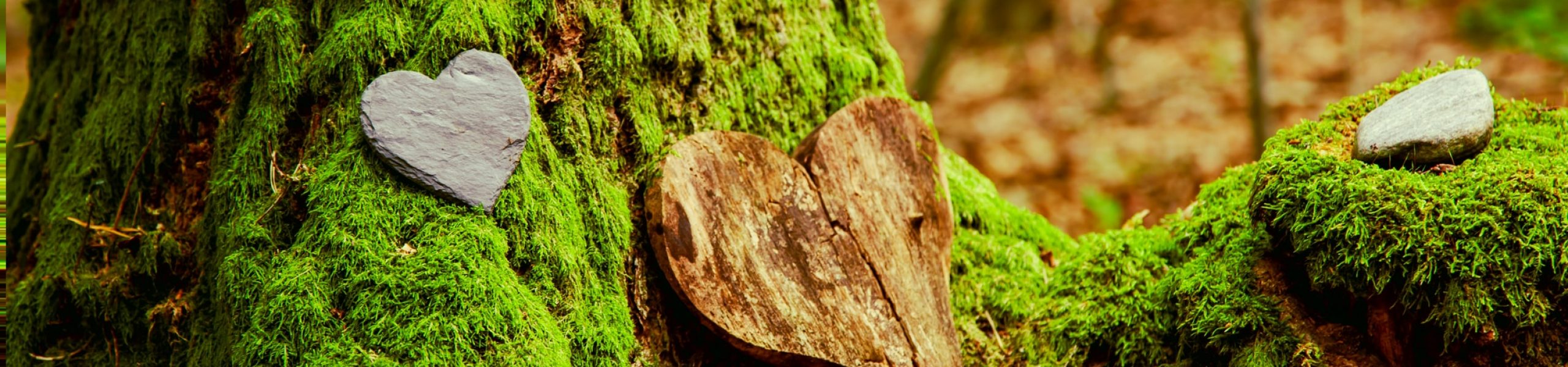 tree burial, cemetery and All Saints Day concepts